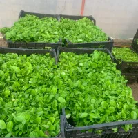 فروش سبزه نارنج