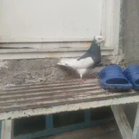 کفتر پرشی به شرط کاشی