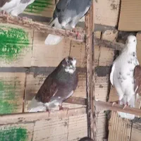 کفتر پرنده|پرنده|سیرجان, |دیوار