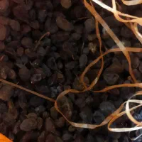 کشمش آفتابی عالی