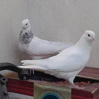 یک جفت طوقی شازده ای