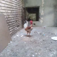 فروش دوعدد مرغ و خروس گردن لخت به قیمت ۲ تومن