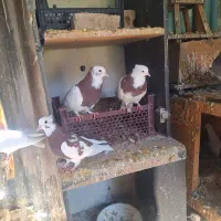 کبوتر طوقی|پرنده|شیراز, منطقه هوایی شهید دوران|دیوار