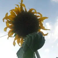 نیازمند کارگر ساده