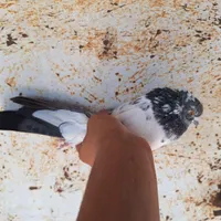 کبوتر مسابقه ای|پرنده|رشت, سلیمانداراب|دیوار