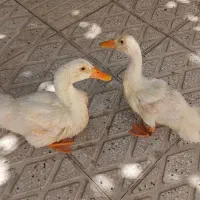 اردک
