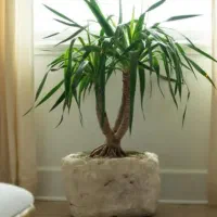 گیاهان خاص آپارتمانی|خدمات باغبانی و درختکاری|مشهد, شهرک صنعتی توس|دیوار