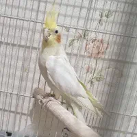 عروس هلندی نر