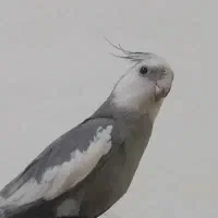 عروس هلندی گمشده