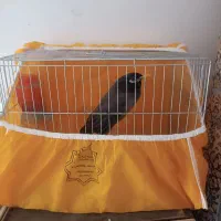 مینا با قفس