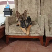 ژرمن ۵ ماهه ماده|سگ|بیستون, |دیوار