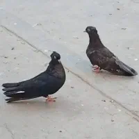 مرغ محلی ریشی