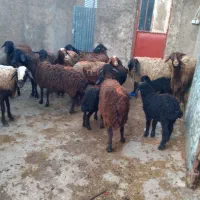 ۳۸ راس میش قزل افشار