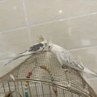 عروس هلندی  دستی اهی وسخنگو سه عدد هرستا اهلی هستن