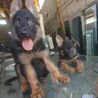 توله ژرمن شولاین|سگ|بوشهر, |دیوار