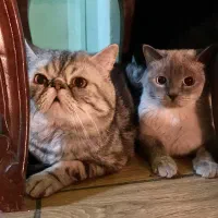 اسکاتیش جفت