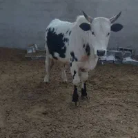 گوساله|حیوانات مزرعه|شهریار, اصیل آباد|دیوار