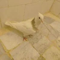 طوقی|پرنده|نسیم‌شهر, |دیوار