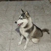 واگذاری سگ هاسکی نر بازیگوش و مهربان