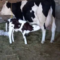 گاو سیمنتال مونت 40کیلوشیرباگوساله ماده|حیوانات مزرعه|بروجرد, |دیوار