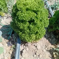 کاهو فرانسوی عمده|خوردنی و آشامیدنی|مشهد, فتح المبین|دیوار