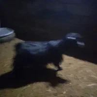 فروش|حیوانات مزرعه|صومای برادوست, |دیوار