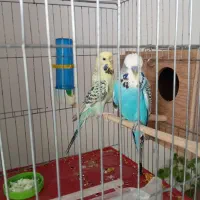 مرغ عشق انگلیسی درشت|پرنده|اقلید, |دیوار