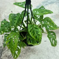 پتوس سبز، نئون ، ارتشی ،حصیری ،مرمری|گل و گیاه طبیعی|رشت, بیجارپس|دیوار