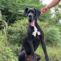 گریت دین ماده|سگ|رشت, نیروی دریایی|دیوار