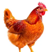 ۳۰ عدد مرغ دانه ای ۴۵۰