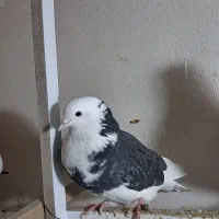 ۳عدد کفتر|پرنده|قرچک, میرزائی جنوبی|دیوار