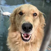 سگ گلدن رتریور ماده اصیل|سگ|رشت, جماران|دیوار