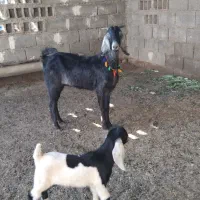 بز بزغاله نر دار شکم دوم . گوسفند