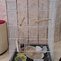 قفس پرنده