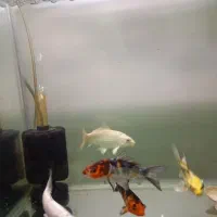 ماهی کوی نژاد دار|ماهی|کرج, فاز ۳ مهرشهر|دیوار