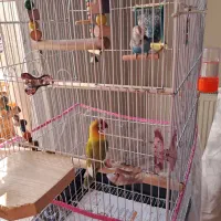 طوطی کوتوله جفت با قفس بزرگ