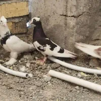 سلام کبوتر