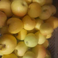سیب درشت وابدار
