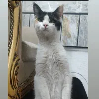 گمشده