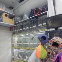 عروس هلندی|پرنده|شیراز, شهرک پرواز|دیوار