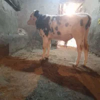 گاو‌گوساله