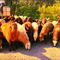 بره شش ما کامل مناسب عقیقه و مصرفی و ...