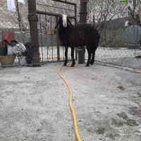 گوسفند شال قوچ