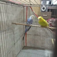 یک جفت مرغ عشق