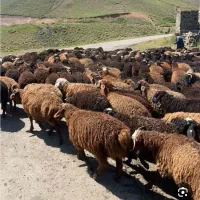 عرضه بهترین گوسفند زنده زیرنظردام پزشکی