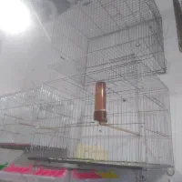 قفس و وسایل پرنده