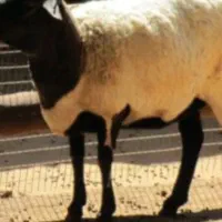 گوسفند زنده وخروس ماشینی ومحلی سیاه وسفید