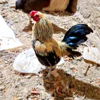 خروس جاپنیز