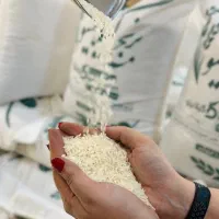 فروش عمده برنج طارم هاشمی عطری|خوردنی و آشامیدنی|تهران, حکیمیه|دیوار