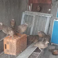 فروش مرغ و خروس امریکایی زینتی|حیوانات مزرعه|سنگدوین, |دیوار